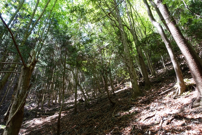 霊仙ヶ岳登山_法貴古墳群_法貴城跡　No46