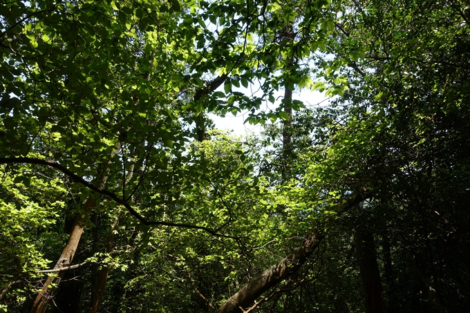 霊仙ヶ岳登山_法貴古墳群_法貴城跡　No49