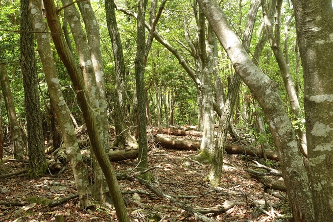 霊仙ヶ岳登山_法貴古墳群_法貴城跡　No50