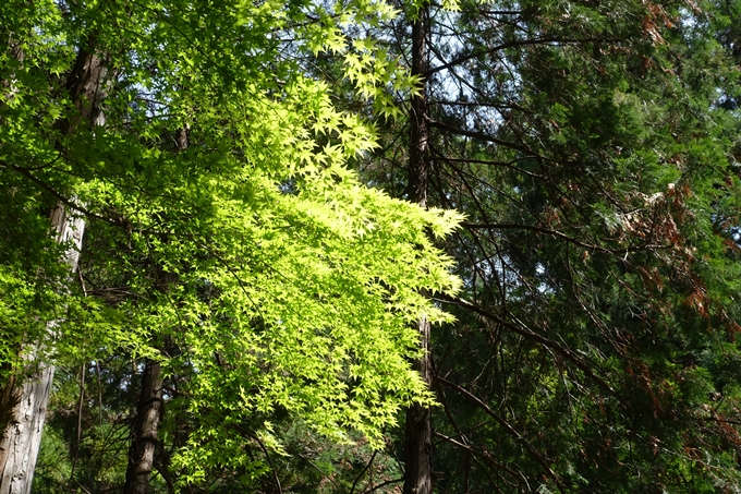 霊仙ヶ岳登山_法貴古墳群_法貴城跡　No100