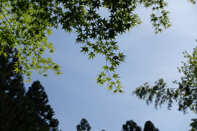 霊仙ヶ岳登山_法貴古墳群_法貴城跡　No101