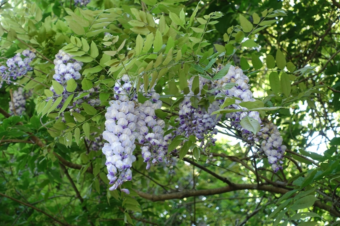 磐榮稲荷大明神_晴明神社　No71