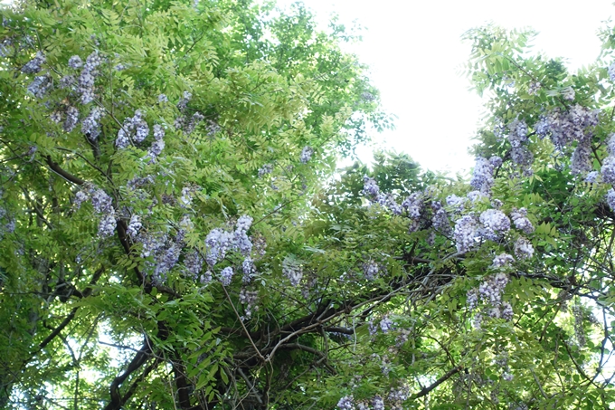 磐榮稲荷大明神_晴明神社　No70