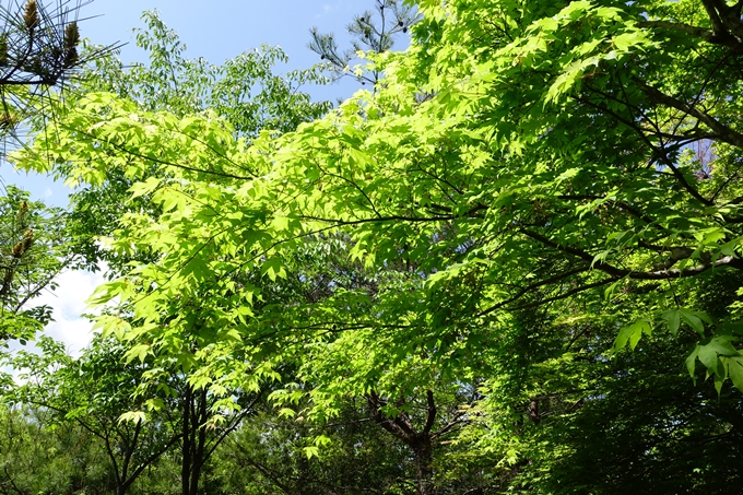 磐榮稲荷大明神_晴明神社　No81