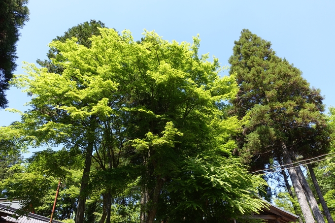 磐榮稲荷大明神_晴明神社　No51