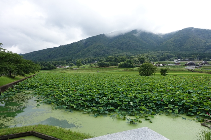 平の沢池_ハス_2021　No2