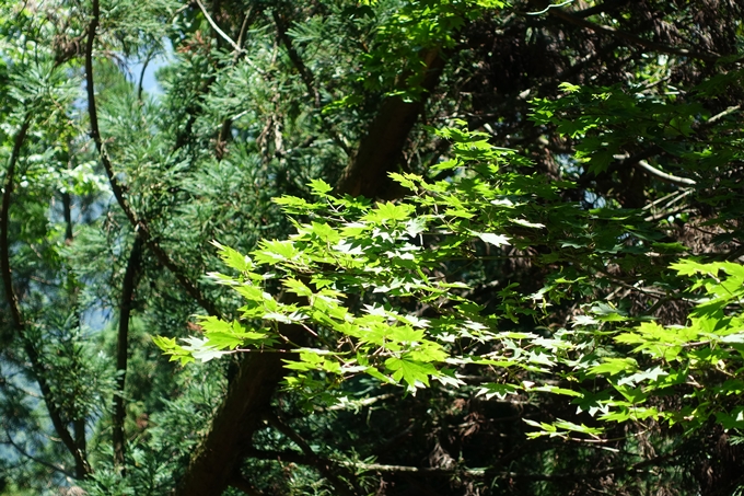 愛宕山　中山再次郎像跡　No70