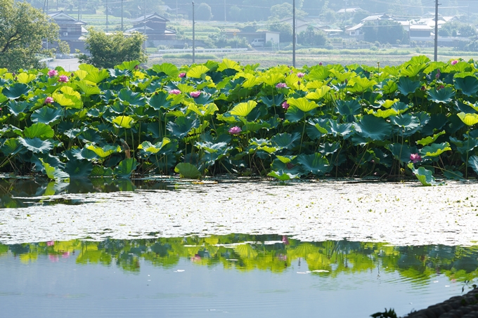 平の沢池_オニバス_2021　No3