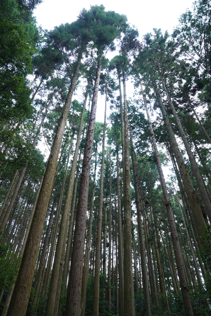 素盞嗚神社_西別院　No2