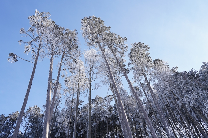 愛宕山_神明峠_積雪_2021　No112