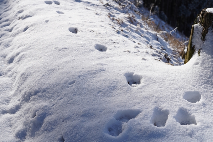 愛宕山_神明峠_積雪_2021　No114