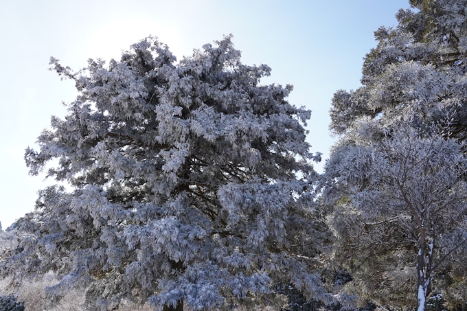 愛宕山_神明峠_積雪_2021　No129