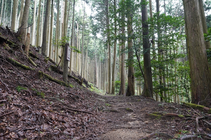 京都一周トレイル_北山編_2021　No27