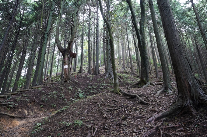 京都一周トレイル_北山編_2021　No47