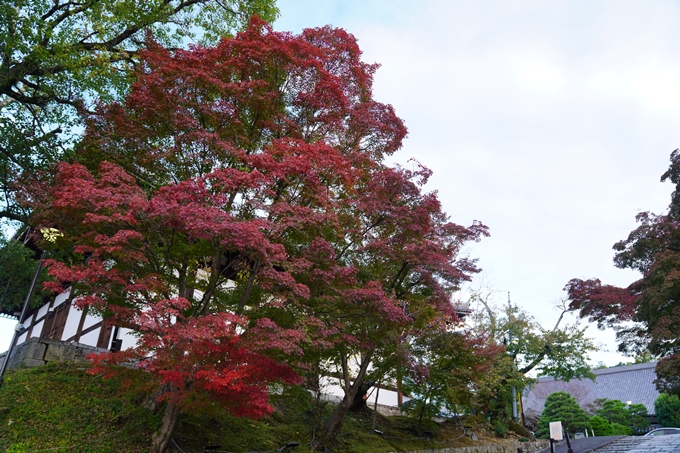 京都の紅葉_2021_01　金戒光明寺_真如堂　No6