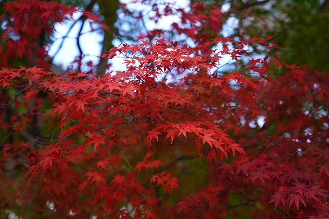 京都の紅葉_2021_01　金戒光明寺_真如堂　No7