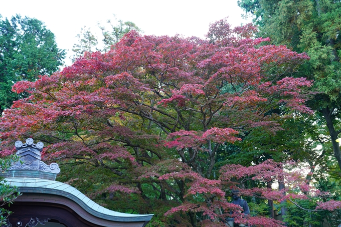 京都の紅葉_2021_01　金戒光明寺_真如堂　No13