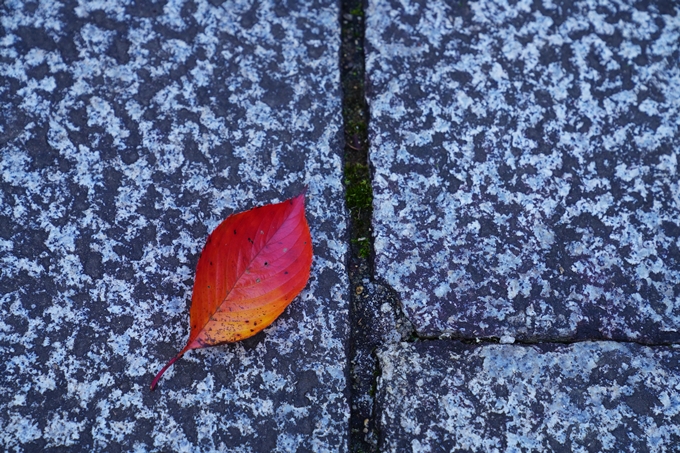 京都の紅葉_2021_01　金戒光明寺_真如堂　No14