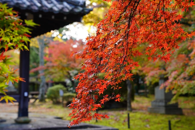 京都の紅葉_2021_01　金戒光明寺_真如堂　No18