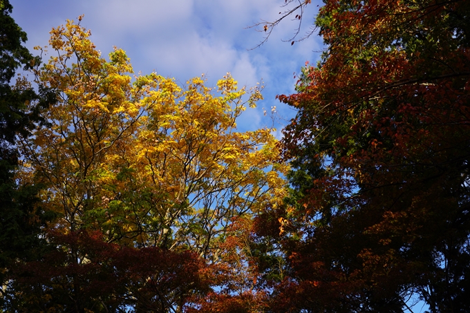 京都の紅葉_2021_01　金戒光明寺_真如堂　No19