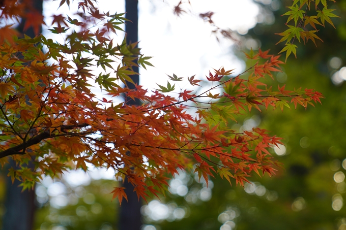 京都の紅葉_2021_01　金戒光明寺_真如堂　No20