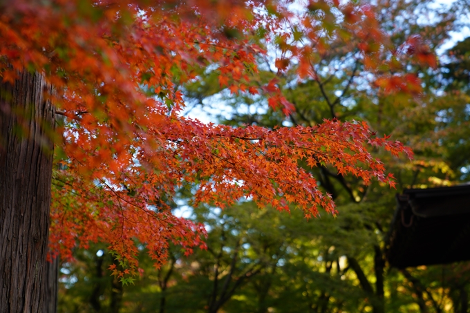 京都の紅葉_2021_01　金戒光明寺_真如堂　No21