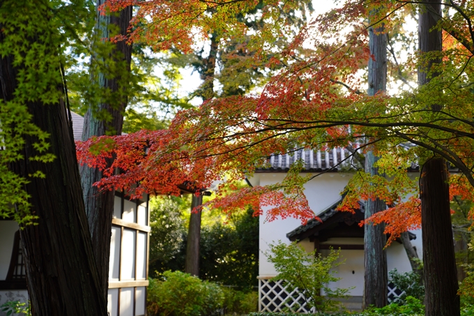 京都の紅葉_2021_01　金戒光明寺_真如堂　No22