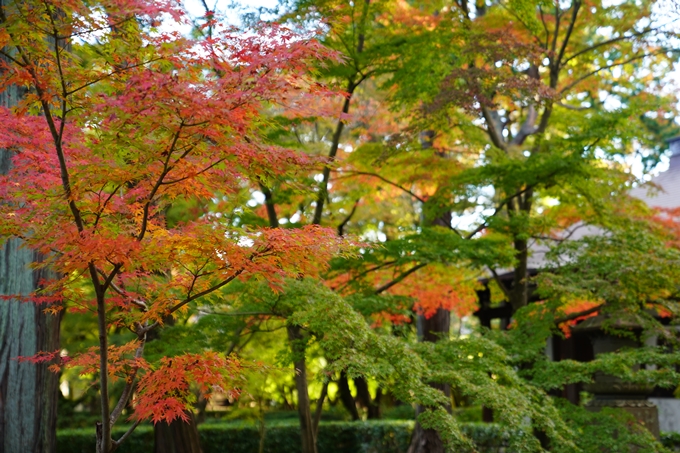 京都の紅葉_2021_01　金戒光明寺_真如堂　No23