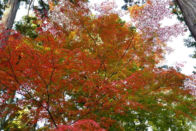 京都の紅葉_2021_01　金戒光明寺_真如堂　No24