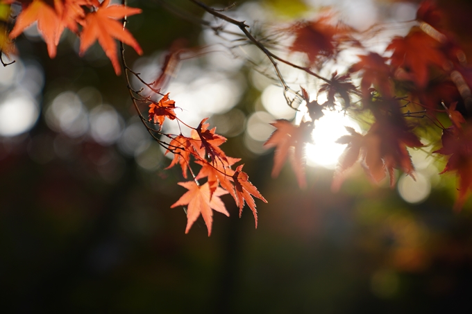 京都の紅葉_2021_01　金戒光明寺_真如堂　No26