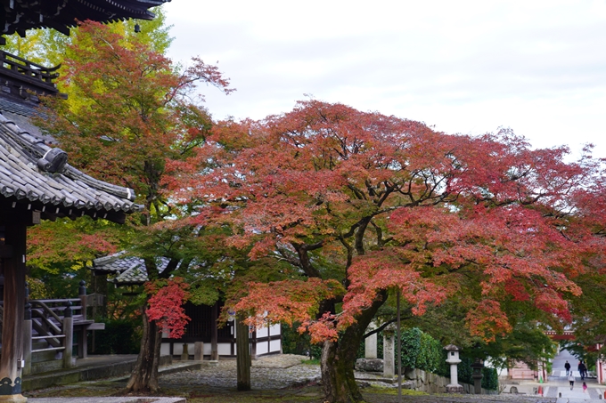 京都の紅葉_2021_01　金戒光明寺_真如堂　No30