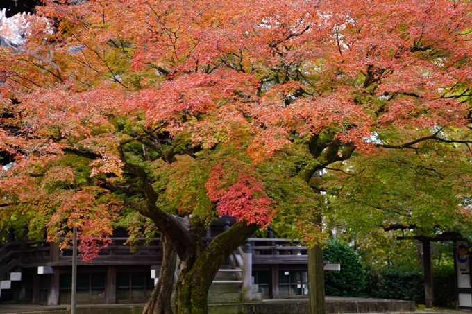 京都の紅葉_2021_01　金戒光明寺_真如堂　No31