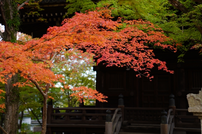 京都の紅葉_2021_01　金戒光明寺_真如堂　No34