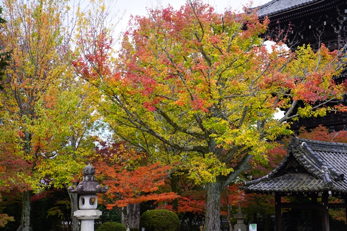 京都の紅葉_2021_01　金戒光明寺_真如堂　No36