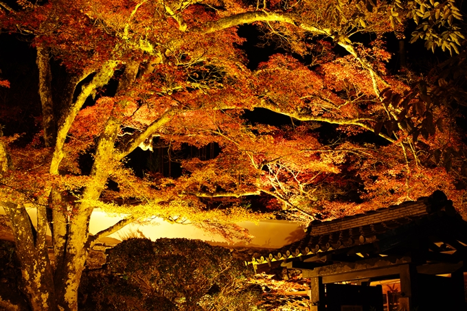 京都の紅葉_2021_02　神蔵寺_ライトアップ　No8