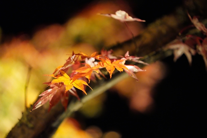 京都の紅葉_2021_02　神蔵寺_ライトアップ　No9