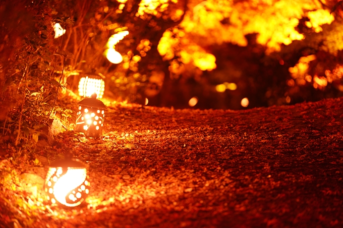 京都の紅葉_2021_02　神蔵寺_ライトアップ　No10