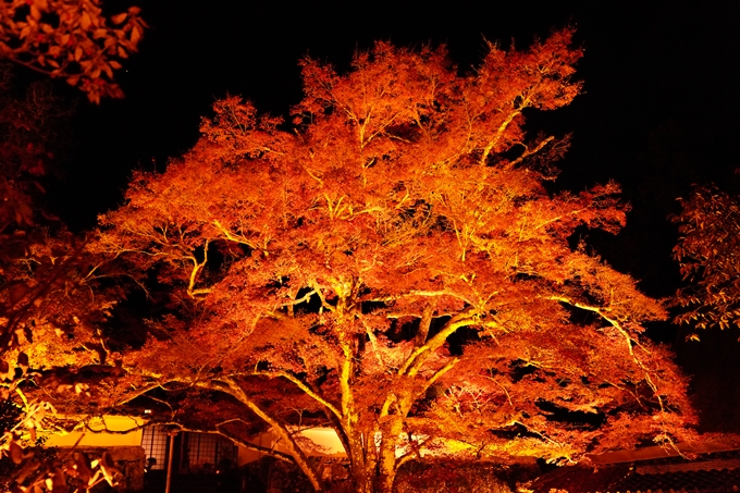 京都の紅葉_2021_02　神蔵寺_ライトアップ　No5