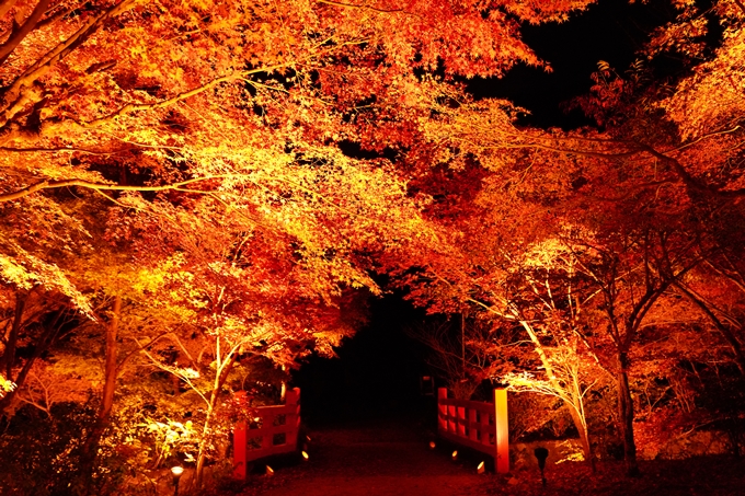 京都の紅葉_2021_02　神蔵寺_ライトアップ　No14