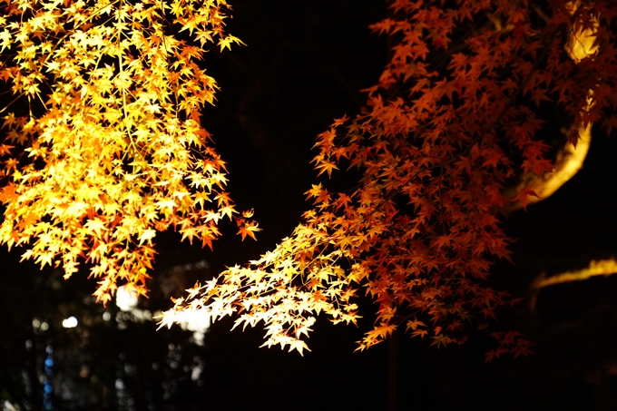 京都の紅葉_2021_02　神蔵寺_ライトアップ　No16