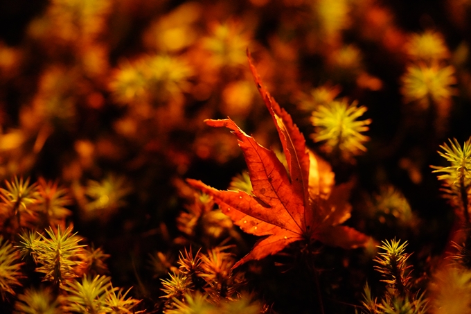 京都の紅葉_2021_02　神蔵寺_ライトアップ　No17