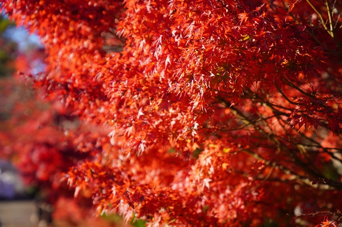 京都の紅葉_2021_03　鍬山神社　No3