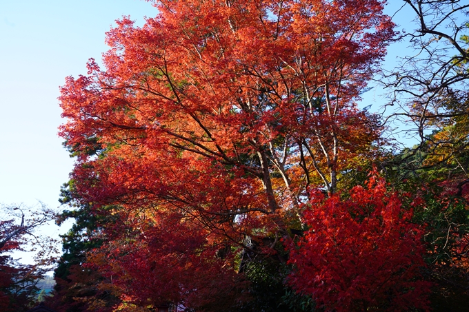 京都の紅葉_2021_03　鍬山神社　No5