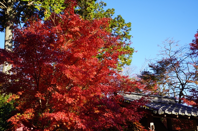 京都の紅葉_2021_03　鍬山神社　No9