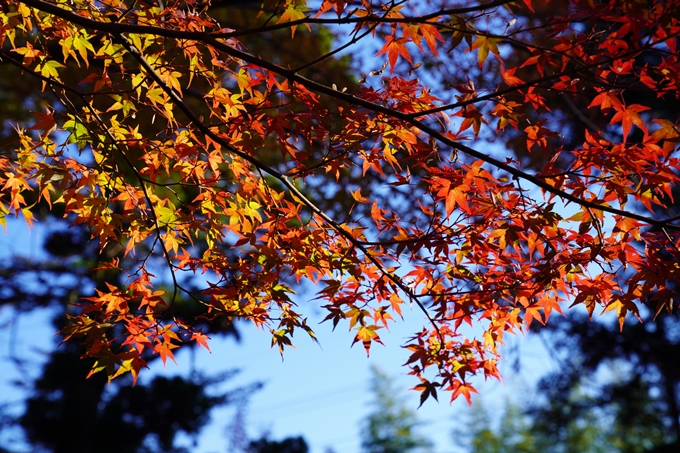 京都の紅葉_2021_03　鍬山神社　No15