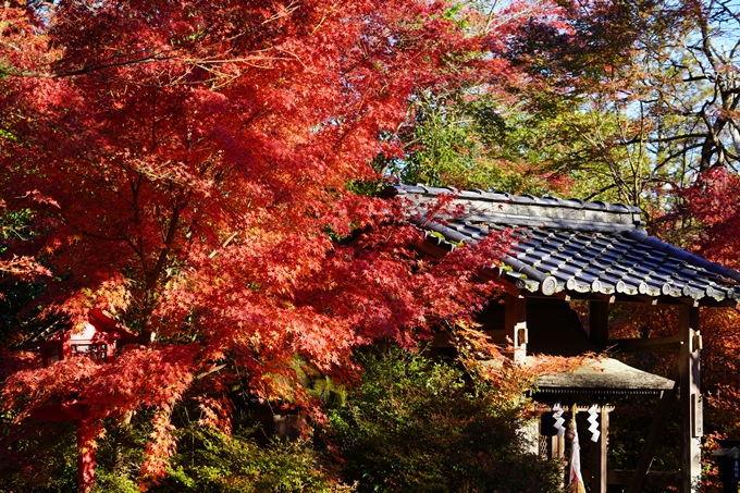 京都の紅葉_2021_03　鍬山神社　No29