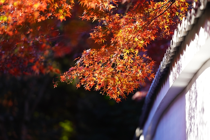 京都の紅葉_2021_03　鍬山神社　No16