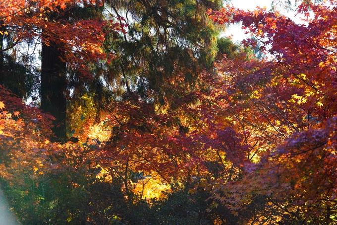 京都の紅葉_2021_03　鍬山神社　No17