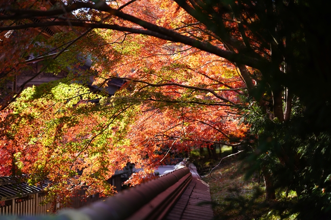 京都の紅葉_2021_03　鍬山神社　No21