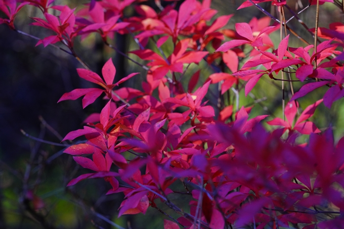 京都の紅葉_2021_03　鍬山神社　No23